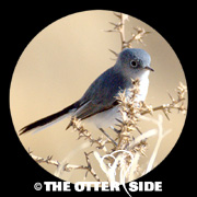 Blue-gray Gnatcatcher