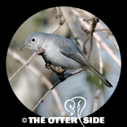 Blue-gray Gnatcatcher