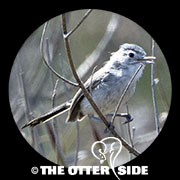 California Gnatcatcher