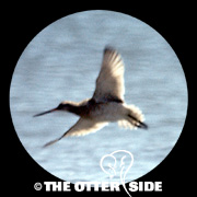 Bar-tailed Godwit - European
