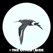 Hudsonian Godwit