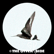 Hudsonian Godwit