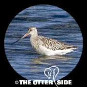 Bar-tailed Godwit - European