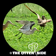 Bar-tailed Godwit - European