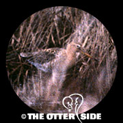 Eastern Black-tailed Godwit