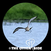 Eastern Black-tailed Godwit