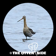 Eastern Black-tailed Godwit
