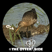 Eastern Black-tailed Godwit