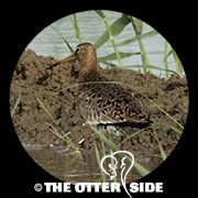 Eastern Black-tailed Godwit