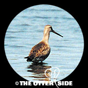 Western Black-tailed Godwit