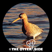Western Black-tailed Godwit