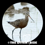 Hudsonian Godwit