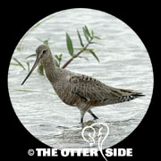 Hudsonian Godwit