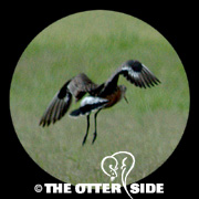 Hudsonian Godwit