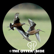 Hudsonian Godwit