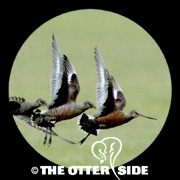 Hudsonian Godwit
