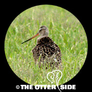 Hudsonian Godwit