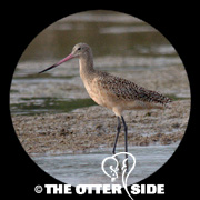 Marbled Godwit