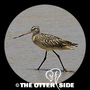 Marbled Godwit