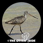 Marbled Godwit