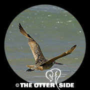 Marbled Godwit