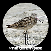 Marbled Godwit