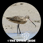 Marbled Godwit