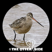 Marbled Godwit