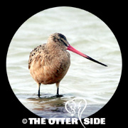 Marbled Godwit