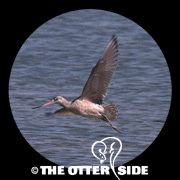 Marbled Godwit
