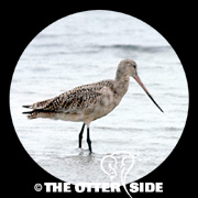 Marbled Godwit