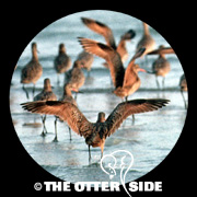 Marbled Godwit