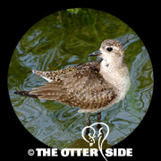 American Golden-Plover