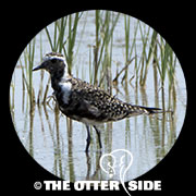 American Golden-Plover