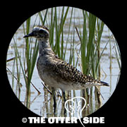 American Golden-Plover