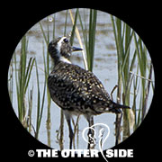 American Golden-Plover