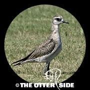 American Golden-Plover