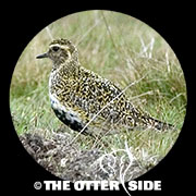Eurasian Golden-Plover