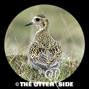 Eurasian Golden-Plover