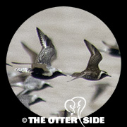 Pacific Golden-Plover