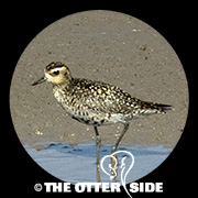 Pacific Golden-Plover