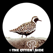 Pacific Golden-Plover