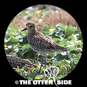 Pacific Golden-Plover