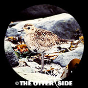 Pacific Golden-Plover