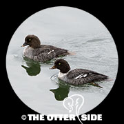 Barrow's Goldeneye