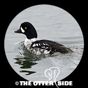 Barrow's Goldeneye