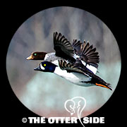 Barrow's Goldeneye