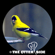 American Goldfinch