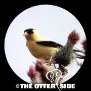 American Goldfinch