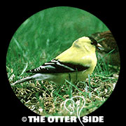American Goldfinch